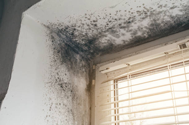 Affordable Mold Cleanup solutions in Levittown, PA